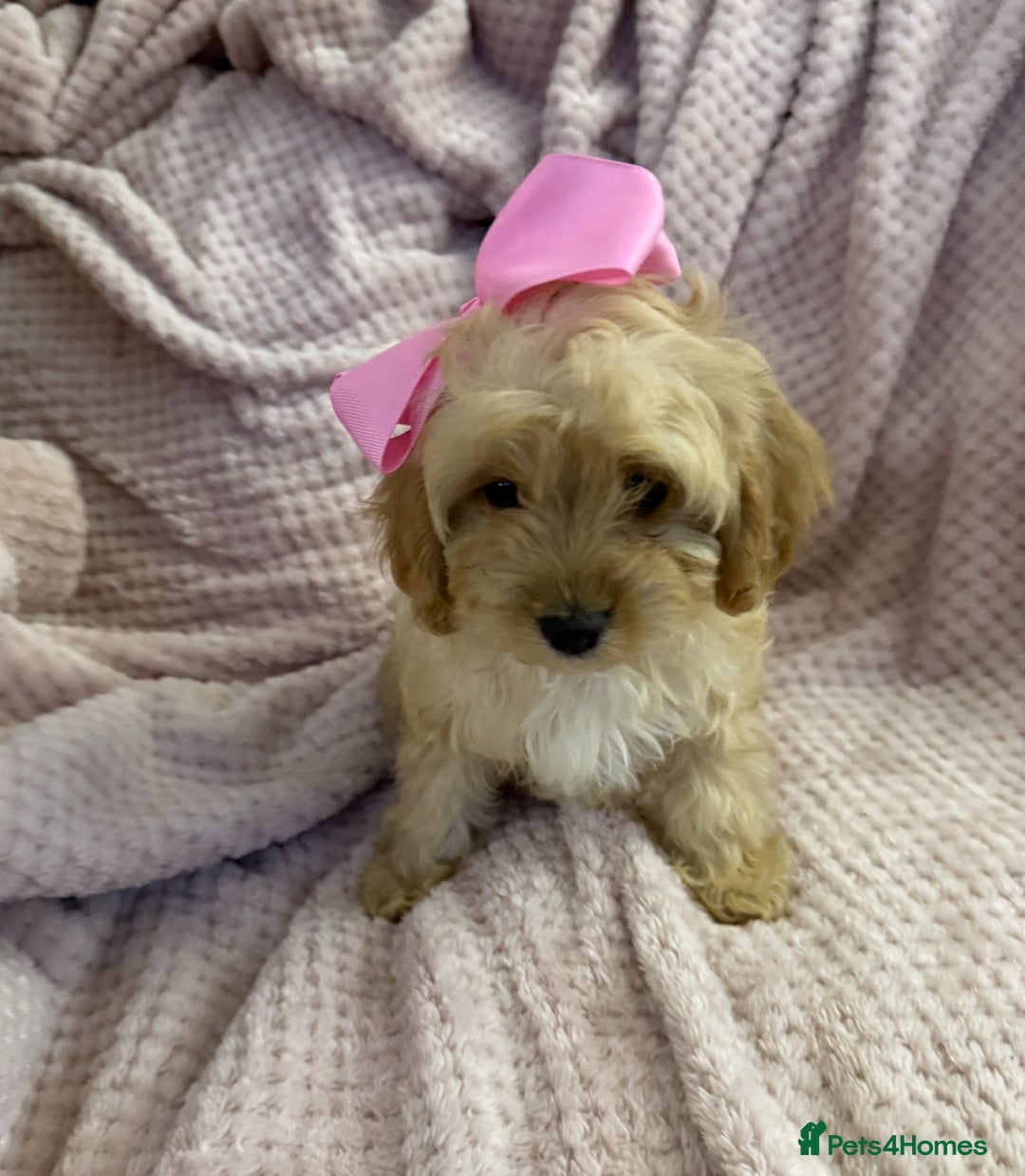 Cavapoo dogs for sale: Beautiful F1 Cavapoo boy & girl puppies - Image 9