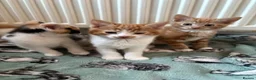 Aegean cats for sale: Aegean Kitten Female looking for forever home ❤️ - Advert 12
