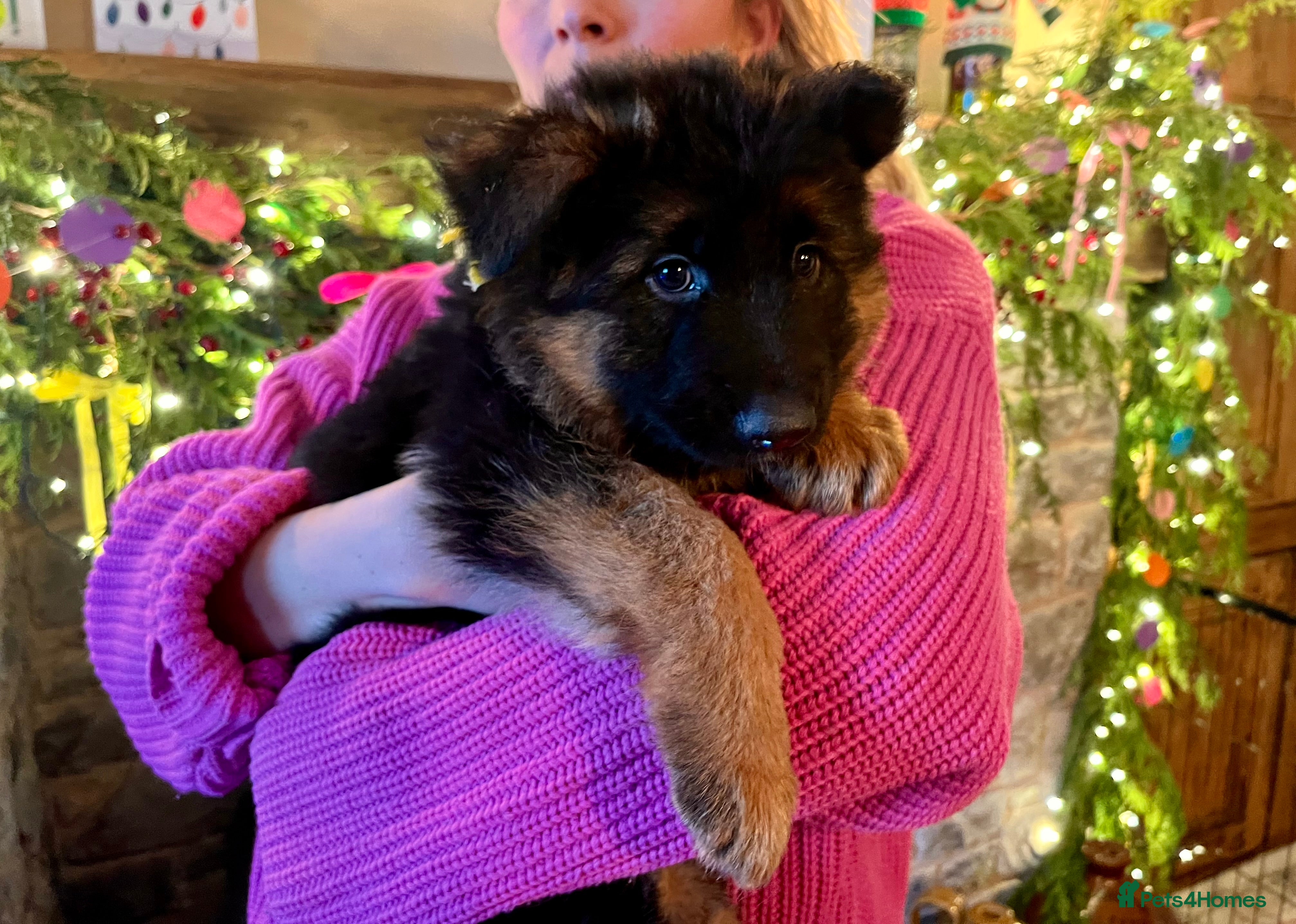 German Shepherd dogs Puppies - Long hair/Straight back German Shepherd - Advert 13