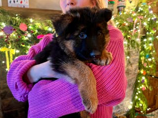 German Shepherd dogs Puppies - Long hair/Straight back German Shepherd - Advert 5