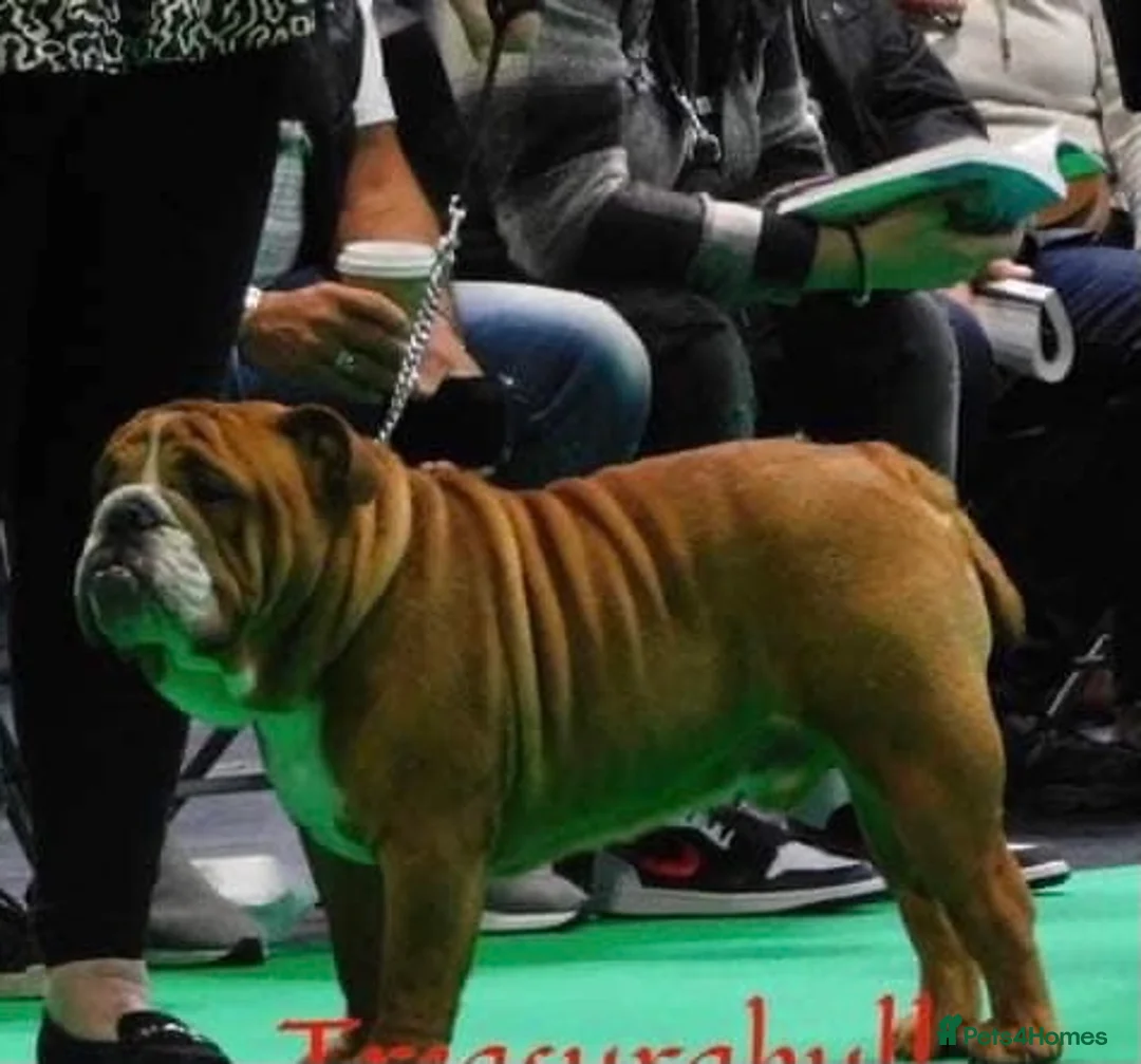 English Bulldog dogs for stud: Our Stunning English Bulldog Carter  in York - Advert 5