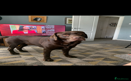 Labrador Retriever dogs for stud: Chocolate Labrador for Stud  in Doncaster - Image 14