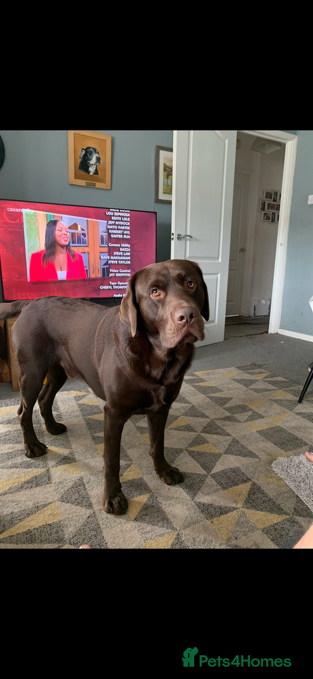Labrador Retriever dogs for stud: Chocolate Labrador for Stud  in Doncaster - Image 14