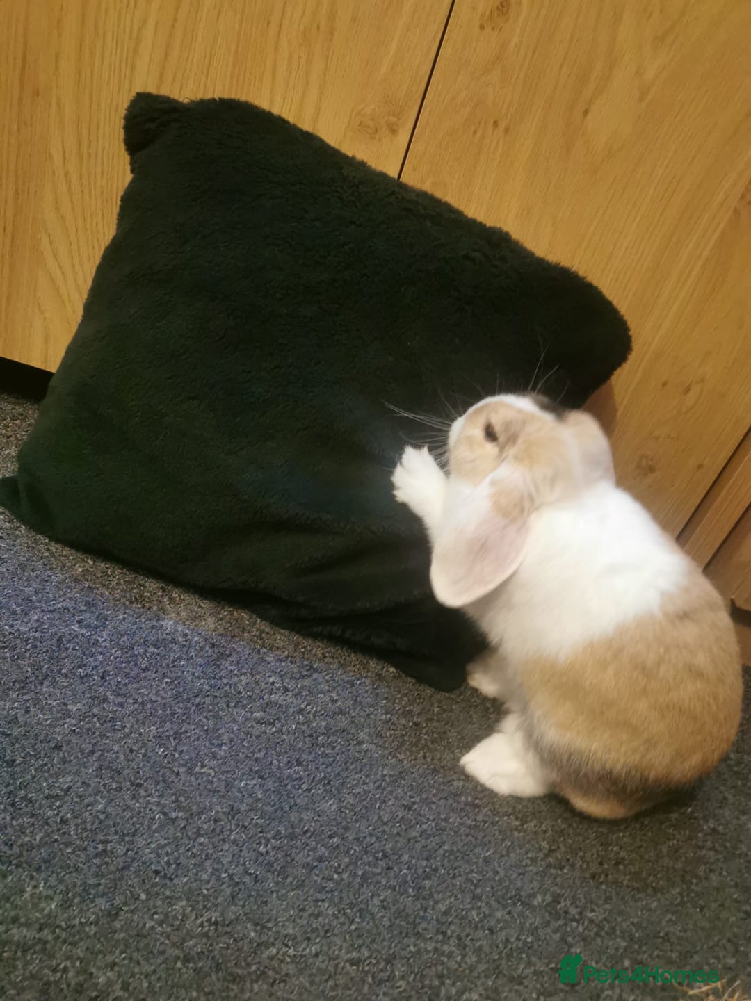Mixed Breed rabbits for sale: Bunny - Advert 6