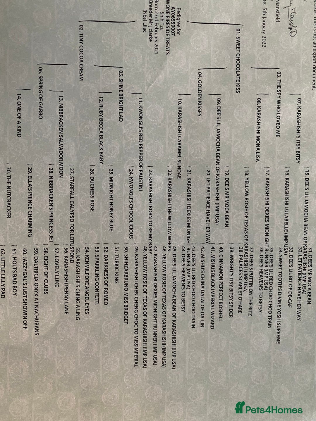 Shih Tzu dogs for stud: KC Lilac Imperial Shih Tzu for Stud in Chislehurst - Advert 10