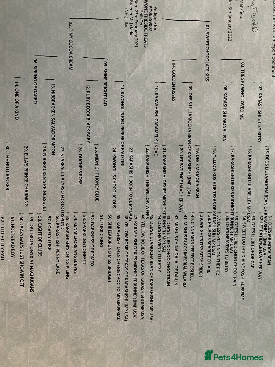 Shih Tzu dogs for stud: KC Lilac Imperial Shih Tzu for Stud in Chislehurst - Advert 10