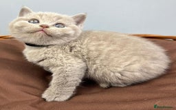 British Shorthair cats for sale: 5 Star - BSH Litter (Two Cinnamon, Fawn & Lilac) - Image 7