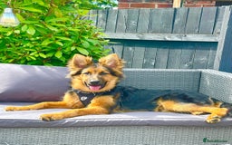 German Shepherd dogs for sale: Freddie  - Image 1