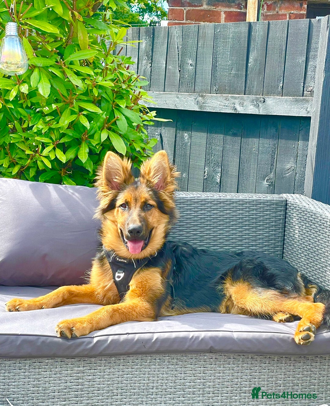 German Shepherd dogs for sale: Freddie  - Image 1