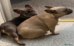 French Bulldog dogs for sale: 2 adorable French bulldogs - Advert 3