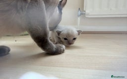 Burmese cats for sale: GCCF-Home raised-BurmeseKittens ready end January - Advert 3