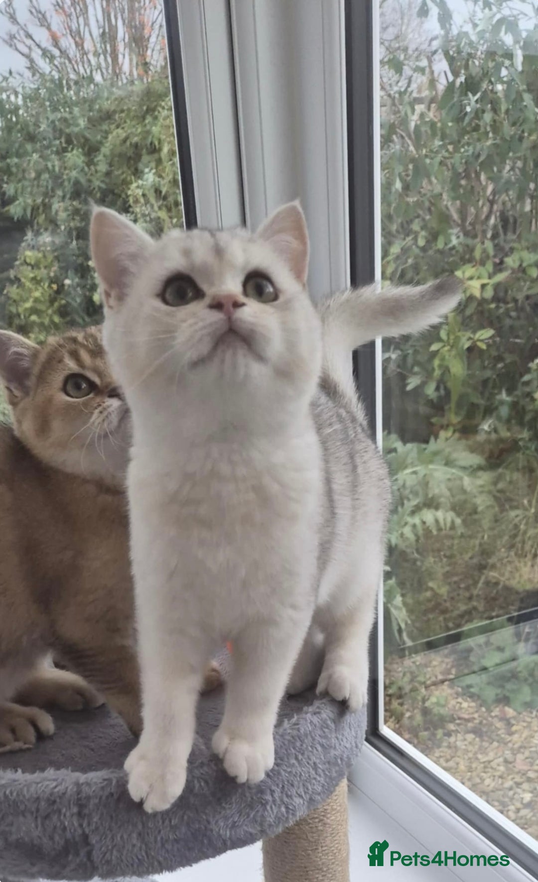 British Shorthair cats for sale: Black Silver Tipped  - Advert 4