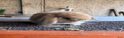 Mini Lop rabbits for sale: Top quality BRC mini lops - Advert 3