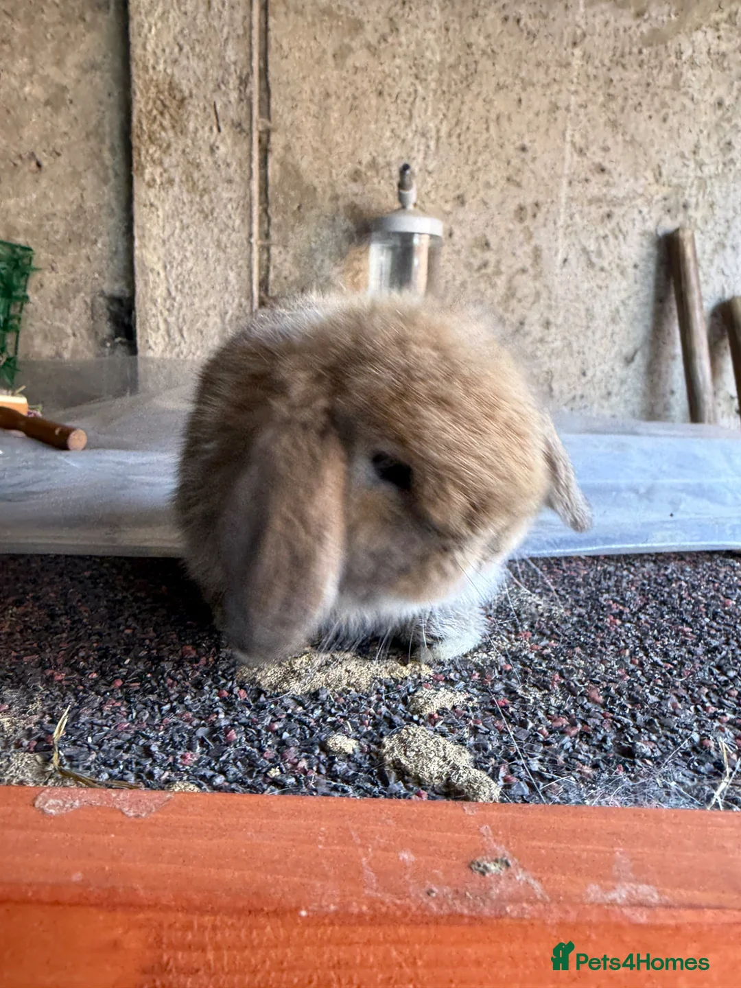 Mini Lop rabbits for sale: Top quality BRC mini lops - Advert 8