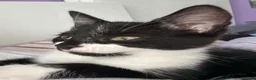 British Shorthair cats for sale: tuxedo (black and white) girl kitten in London - Advert 2