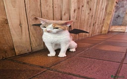 Devon Rex cats for sale: Super affectionate and friendly girl - Image 2