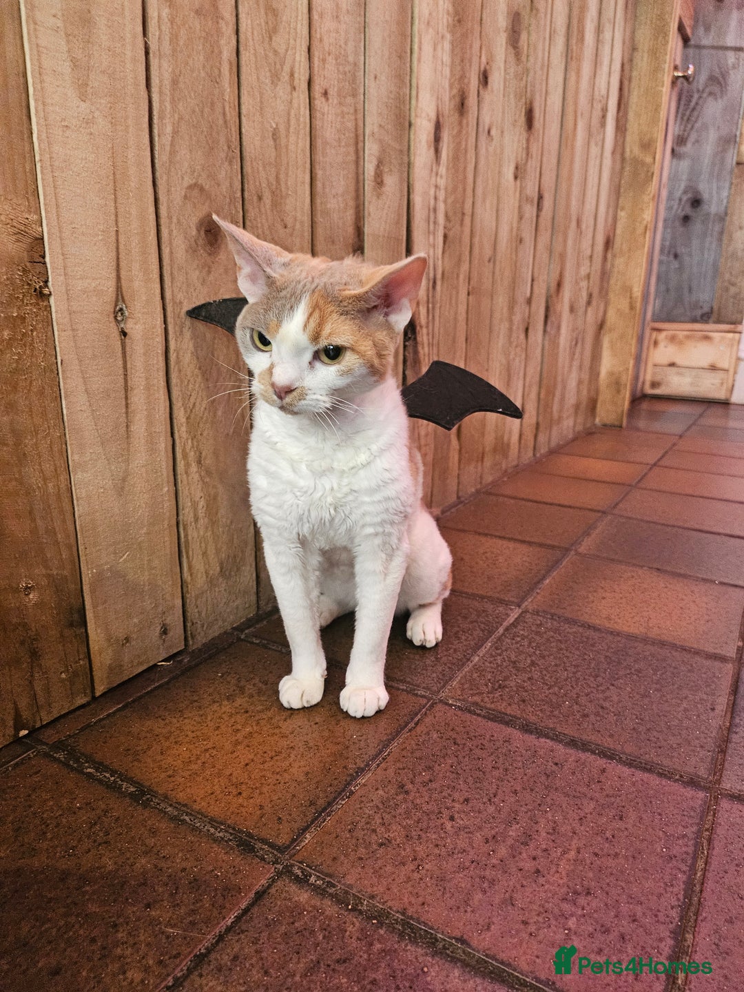 Devon Rex cats for sale: Super affectionate and friendly girl - Image 2