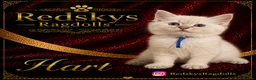 Ragdoll cats for sale: Stunning Ragdoll Kittens for Sale - Advert 9