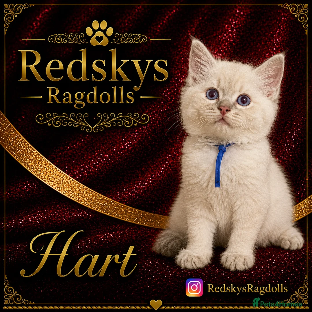 Ragdoll cats for sale: Stunning Ragdoll Kittens for Sale - Advert 9