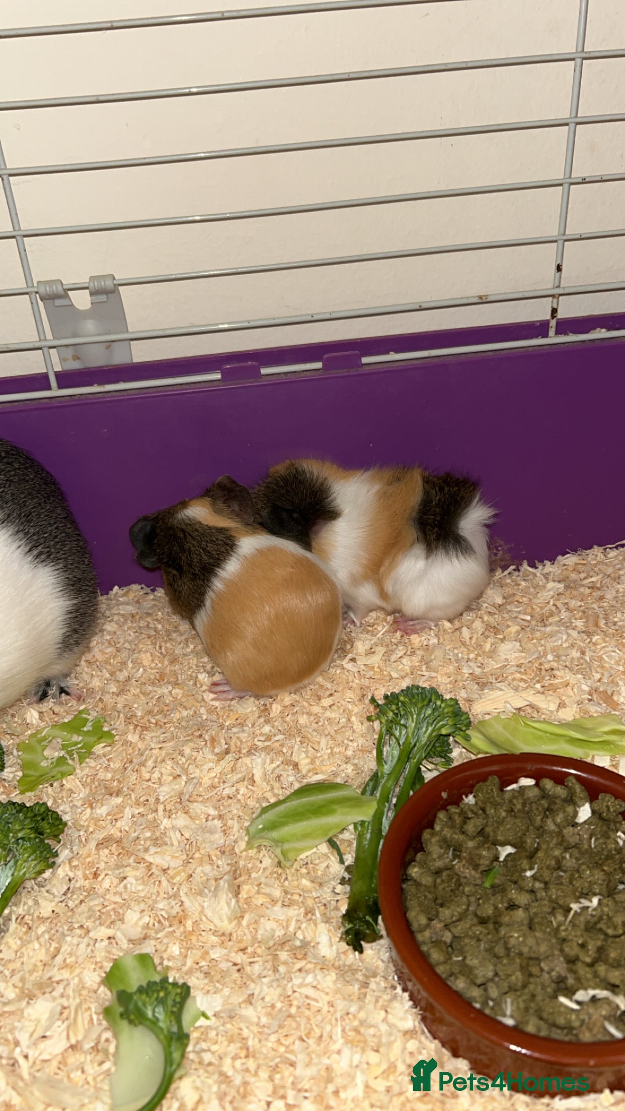 Guinea Pig rodents Beautiful female guinea pigs - Advert 1