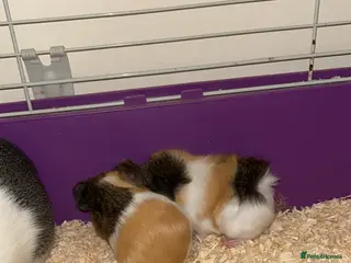 Guinea Pig rodents Beautiful female guinea pigs - Advert 1