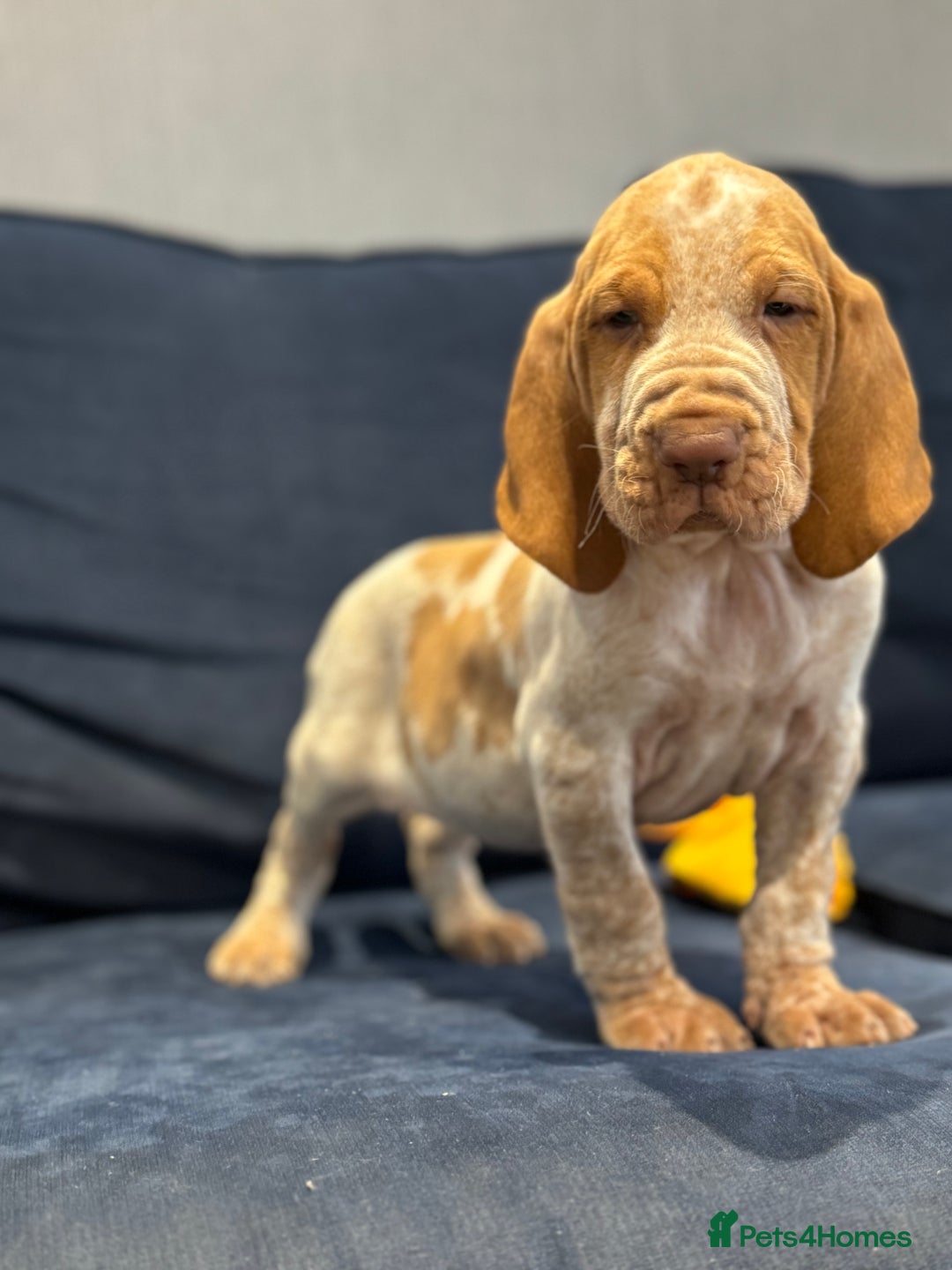 Bracco Italiano dogs for sale: KC TOP QUALITY BRACCO PUP AVAILABLE  - Advert 3