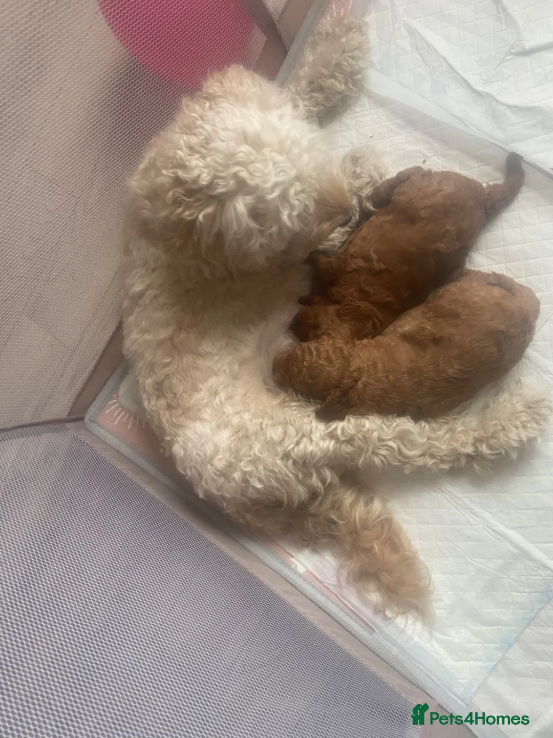 Cockapoo dogs for sale: 🐶Beautiful Cockapoo Puppies❤️ - Advert 2
