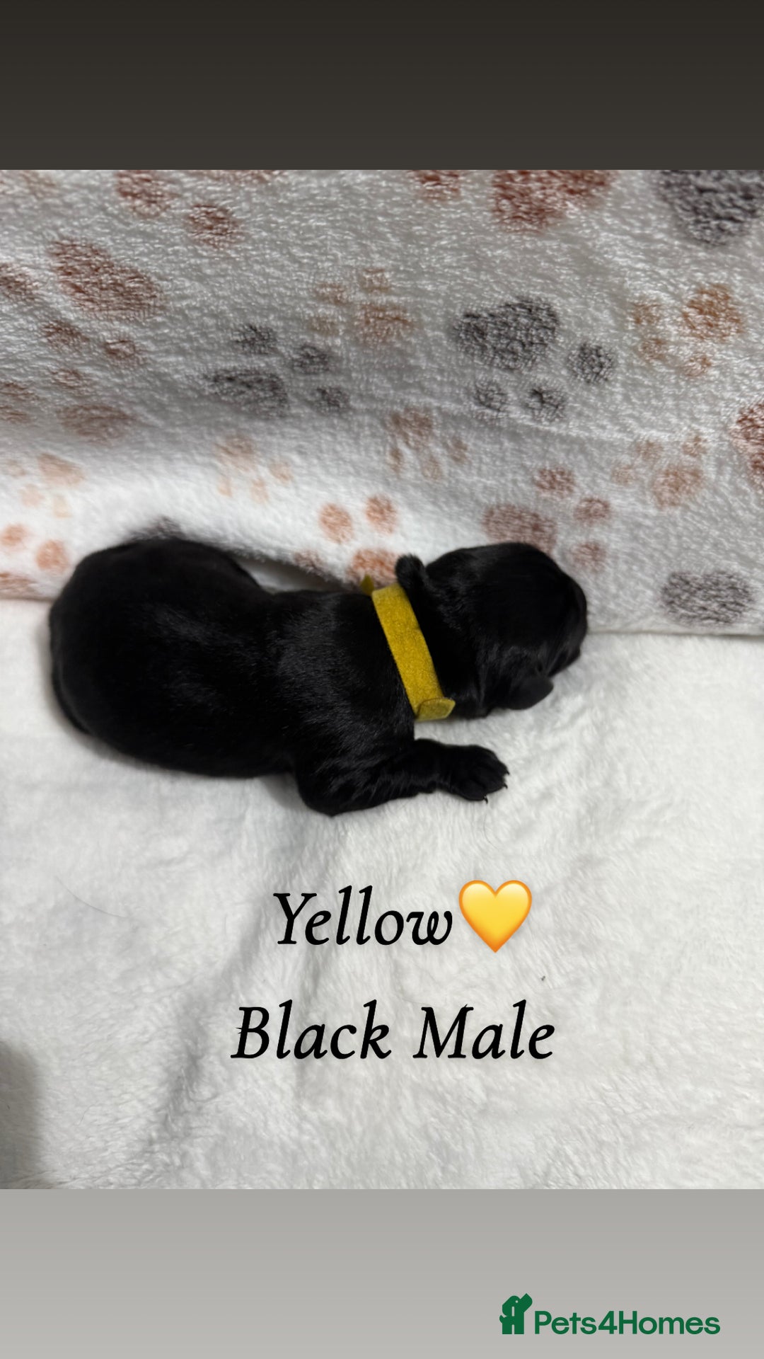 Labrador Retriever dogs for sale: Labrador puppies  - Image 6