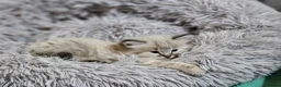 Ragdoll cats for sale: Stunning, Clever & Vocal Male Ragdoll Lynx Kitten - Advert 10