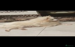 Pomeranian dogs for sale: Female Pomeranian  - Image 1