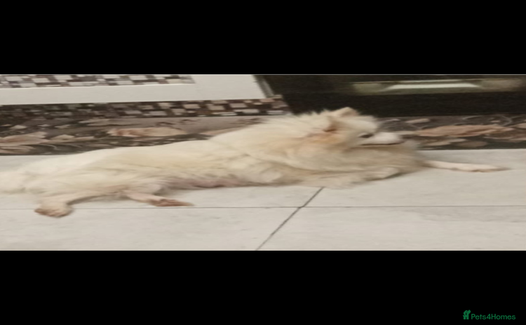 Pomeranian dogs - Advert 1