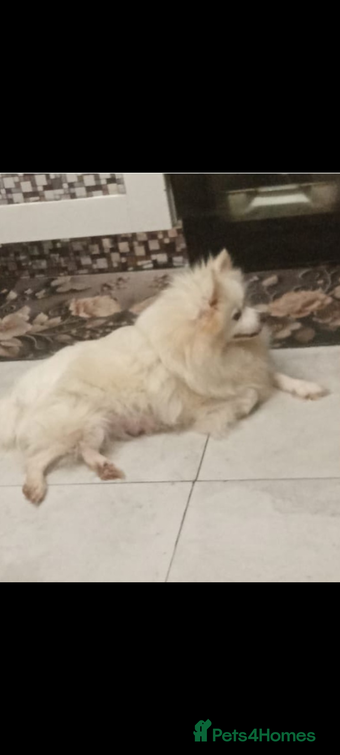 Pomeranian dogs for sale: Female Pomeranian  - Image 1