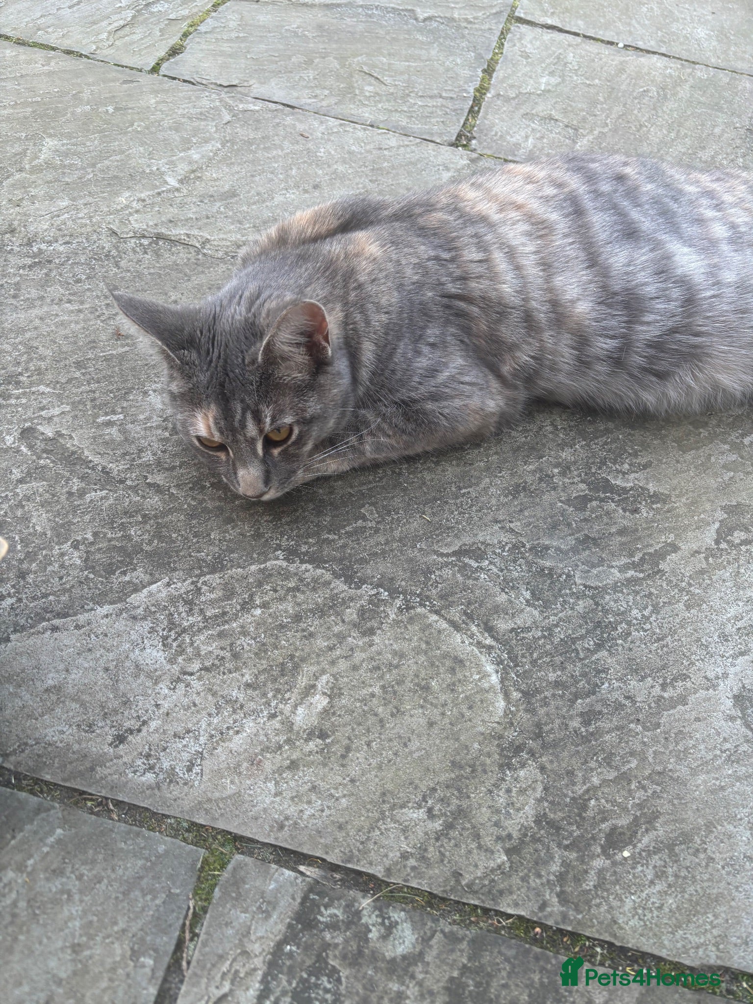 Mixed Breed cats Beautiful grey 1/4 Maine coon kitten  - Advert 3