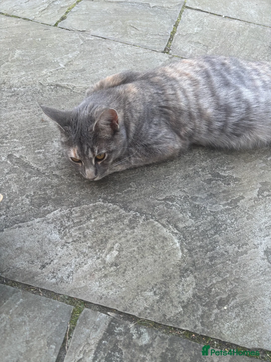 Mixed Breed cats for sale: Beautiful grey 1/4 Maine coon kitten  - Advert 1