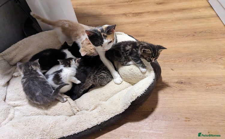 Mixed Breed cats - Advert 1