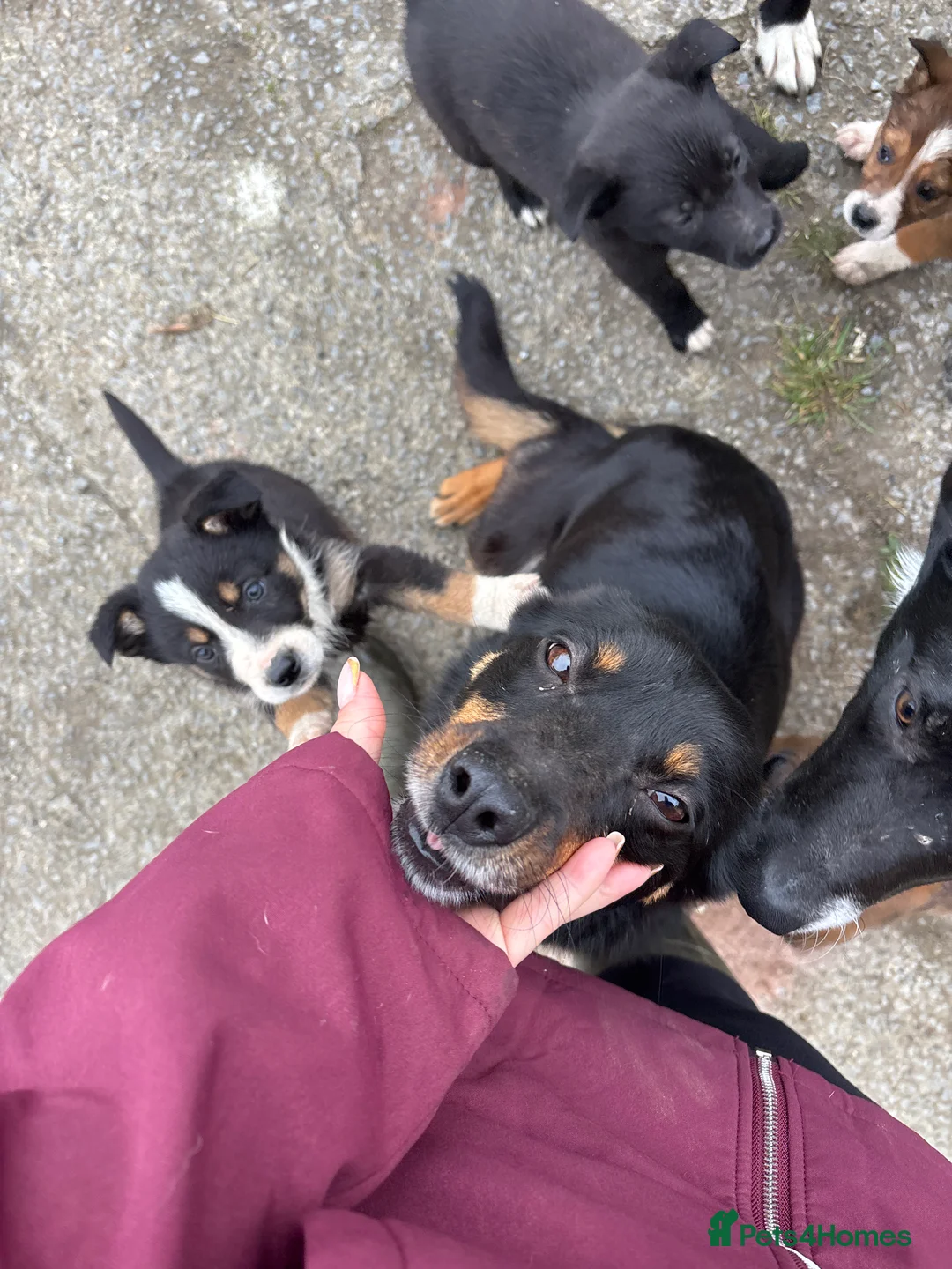Mixed Breed dogs for sale: 7 week old kelpie x Welsh collie pups in Carmarthen - Advert 1