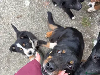 Mixed Breed dogs 7 week old kelpie x Welsh collie pups - Advert 11