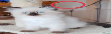 Ragdoll 3