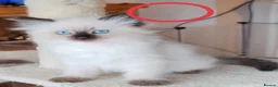 Ragdoll cats for sale: Ragdoll  - Advert 11