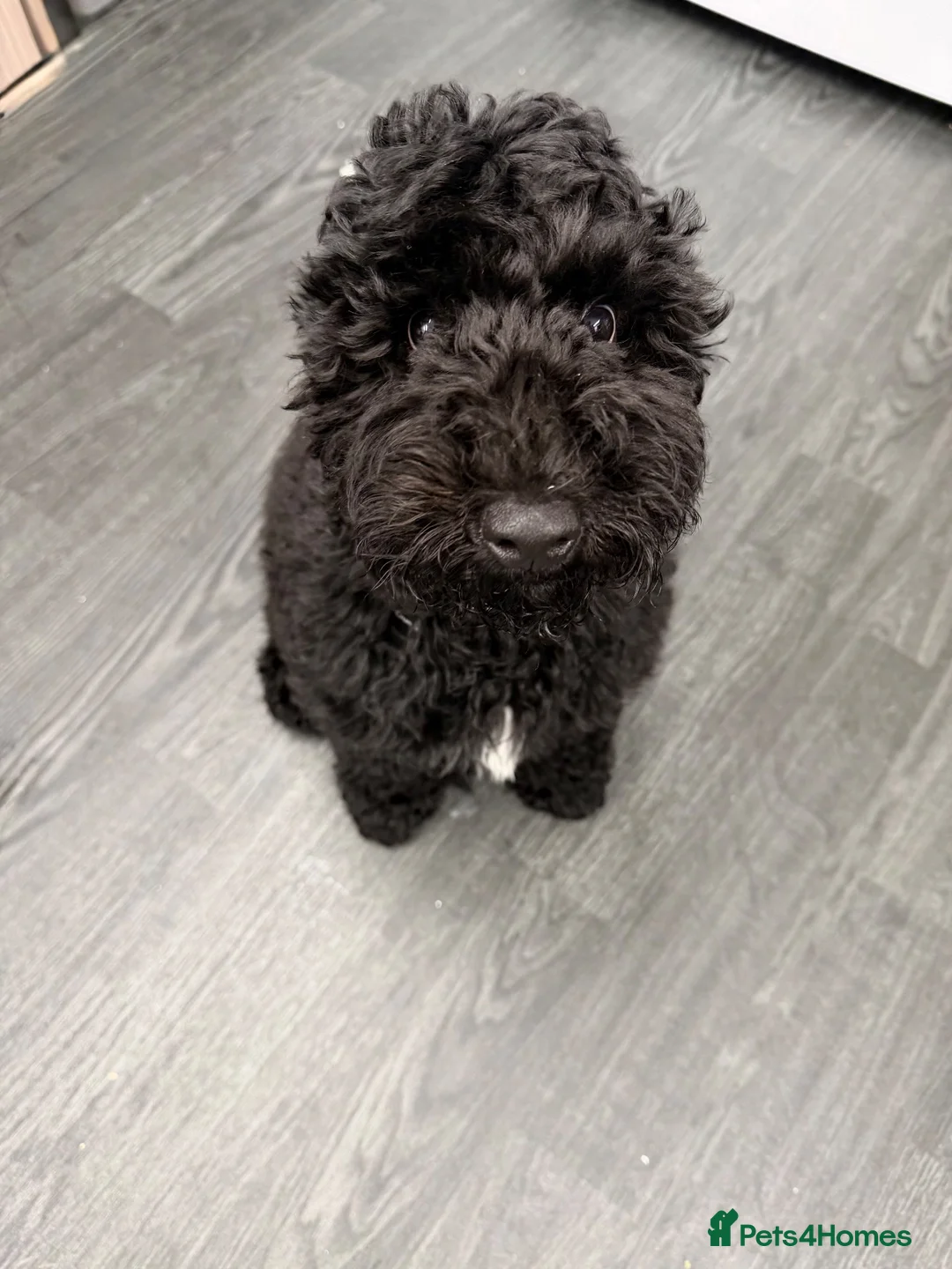 Cockapoo dogs for sale: Cockopoo  in Blandford Forum - Advert 2