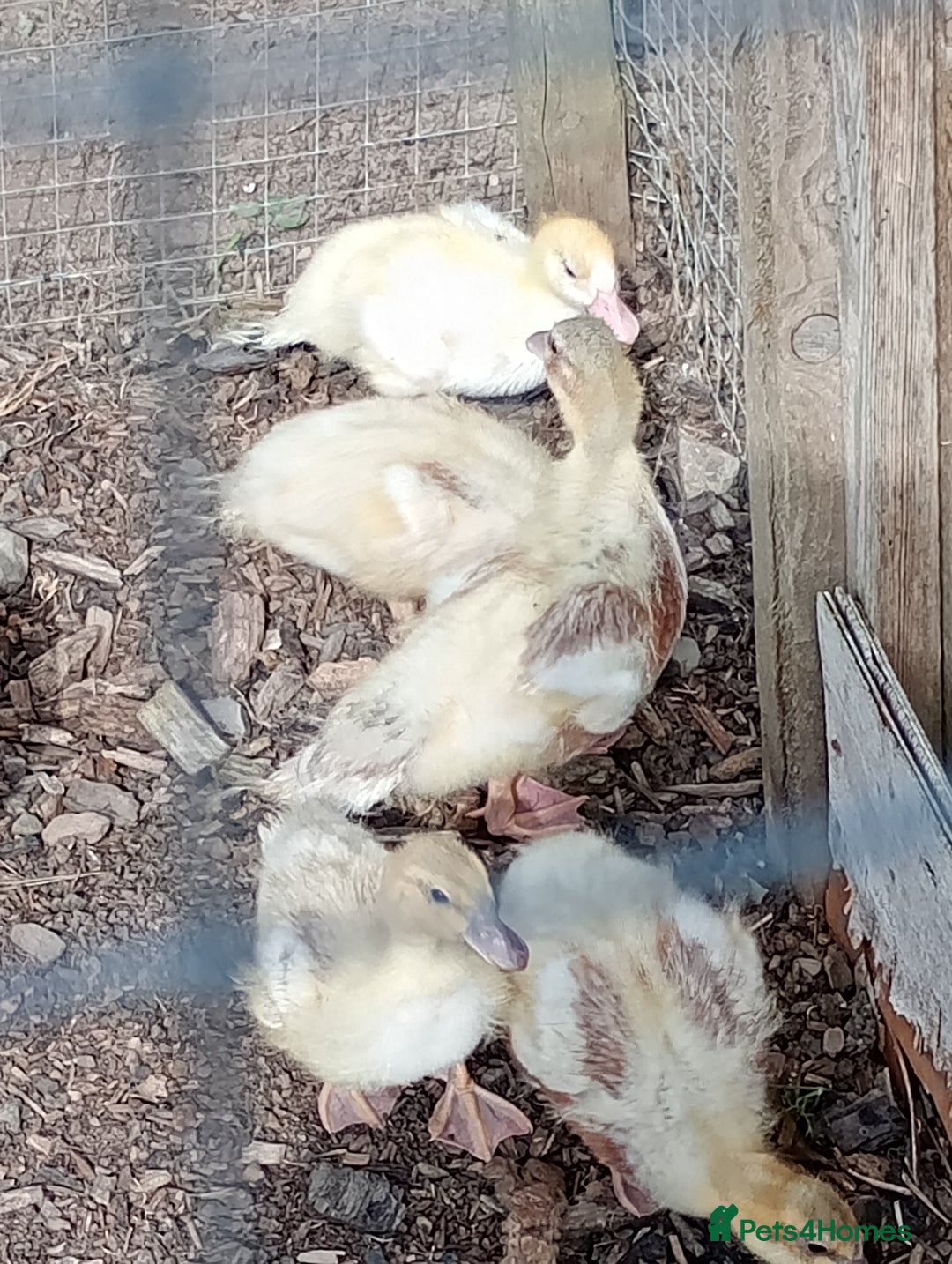 Ducks poultry for sale: Ducklings - Image 5