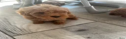 Cavapoo dogs for sale: Beautiful f1b red Cavapoo puppies    - Advert 17