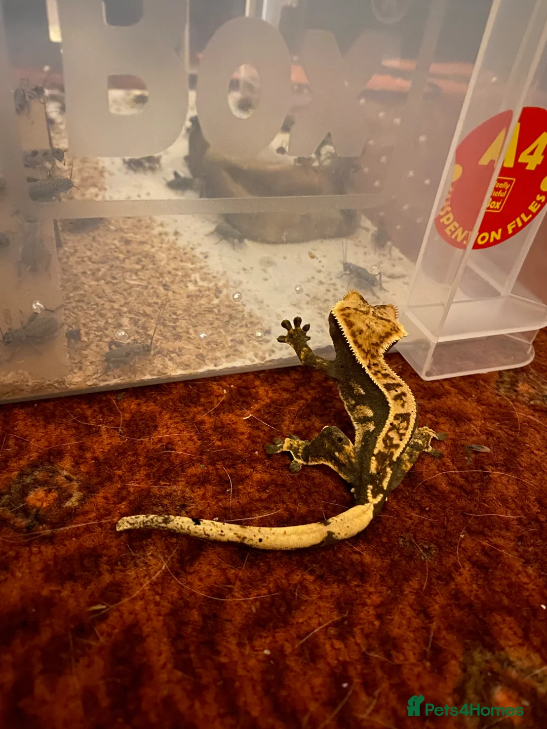 Gecko reptiles for sale: Mix of reptiles  - Advert 8