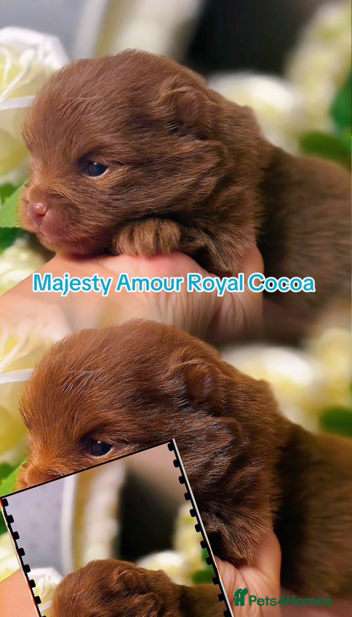Pomeranian dogs 👑 Elite KC Teddy Bear Pomeranian Boys 👑 - Advert 16
