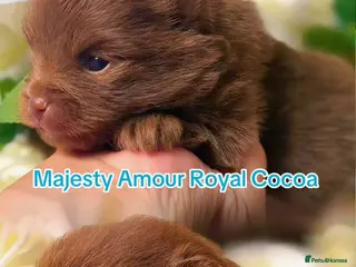 Pomeranian dogs 👑 Elite KC Teddy Bear Pomeranian Boys 👑 - Advert 1