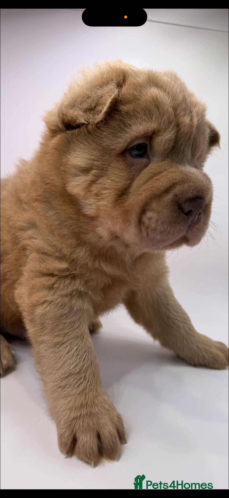 Shar Pei dogs for sale: Bear Coat Shar Pei KC Registered  - Advert 18