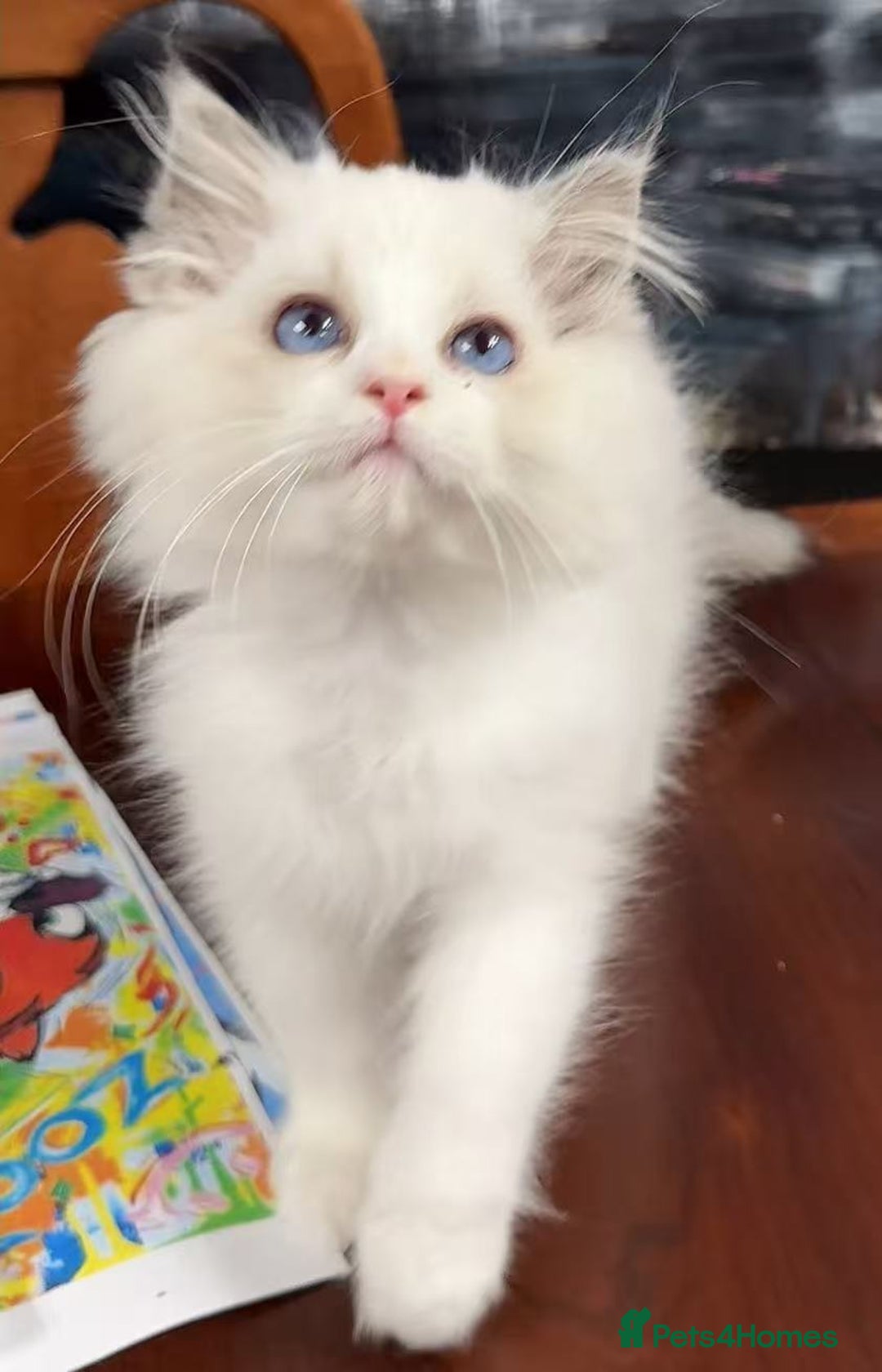 Ragdoll cats for sale: One Ragdoll kitten - Advert 3