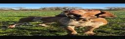 Bracco Italiano dogs for sale: STUNNING BOYS LOOKING FOR NEW HOMES  - Advert 10