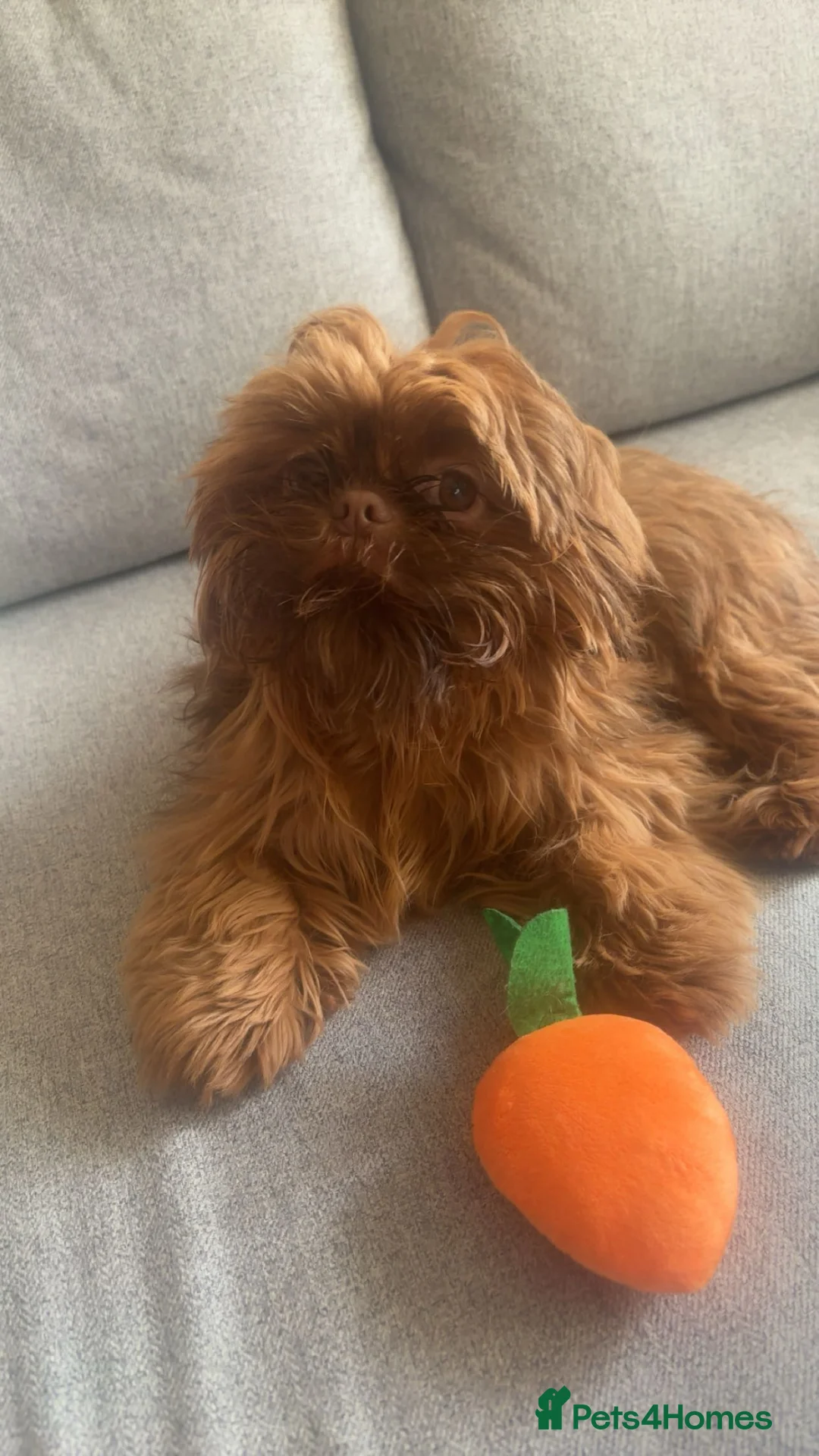 Shih Tzu dogs for sale: Chocolate orange shih tzu - Advert 2