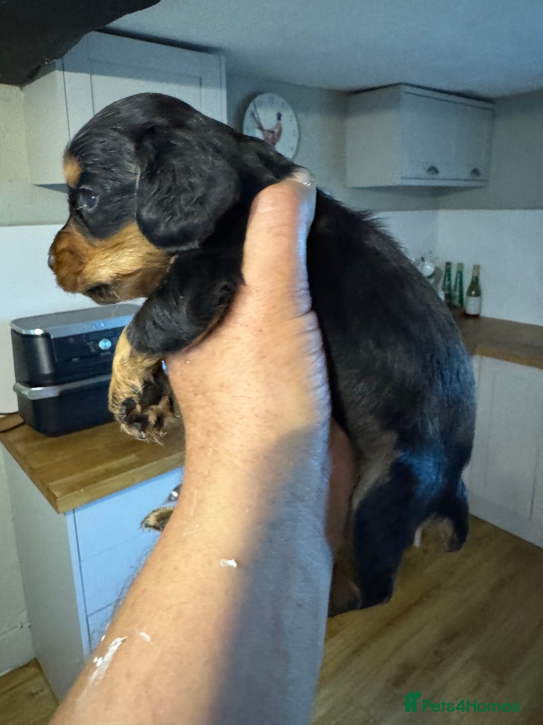 Cocker Spaniel dogs for sale: 6 working cocker pups  - Image 6